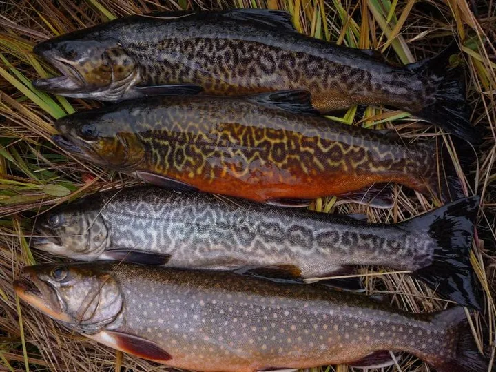 Trout almondine recipe (Matthew Tyree)