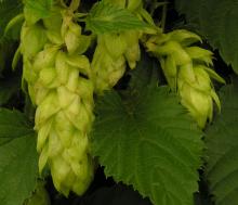 Organic beer soon to have organic hops